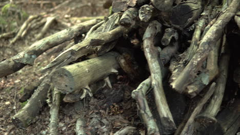 Pile-Of-Air-Dried-Wood-Tree-Branches-Covered-With-Moss-At-The-Forest-In-Koleczkowo,-Poland