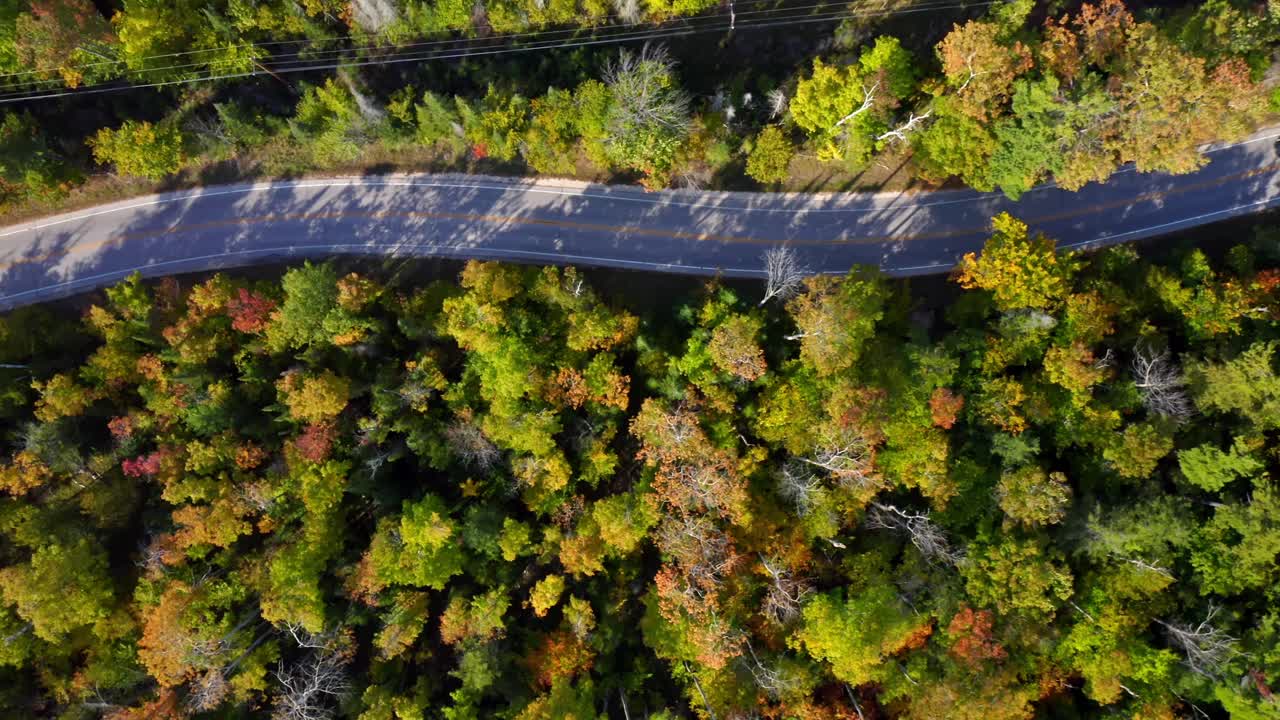A narrow rural road weaves through a dense forest where green leaves mingle with emerging autumn tones, revealing nature’s gentle transition and the fluid shape of human travel