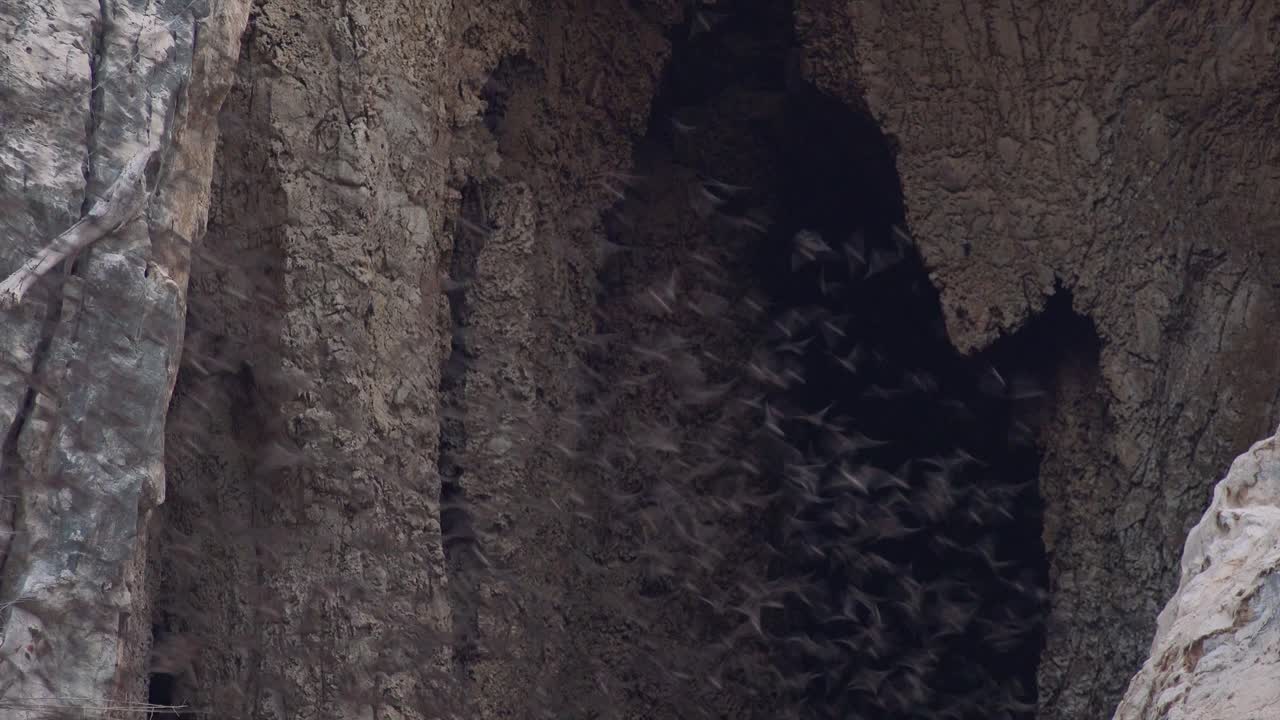toma exterior cercana de miles de murciélagos que salen volando de la cueva en la montaña