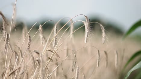 Wheat-field.-Harvest-background.-Summer