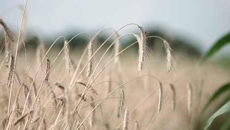 wheat field. harvest background. summer