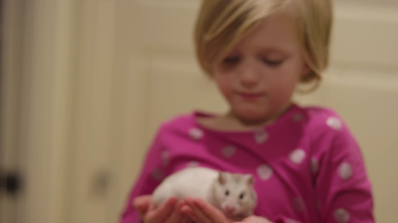 작은 소녀가 햄스터를 들고, 그리고 그녀의 형이 그것을 들고