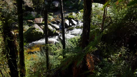 move through thick, dark rainforest: tracking small whitewater creek