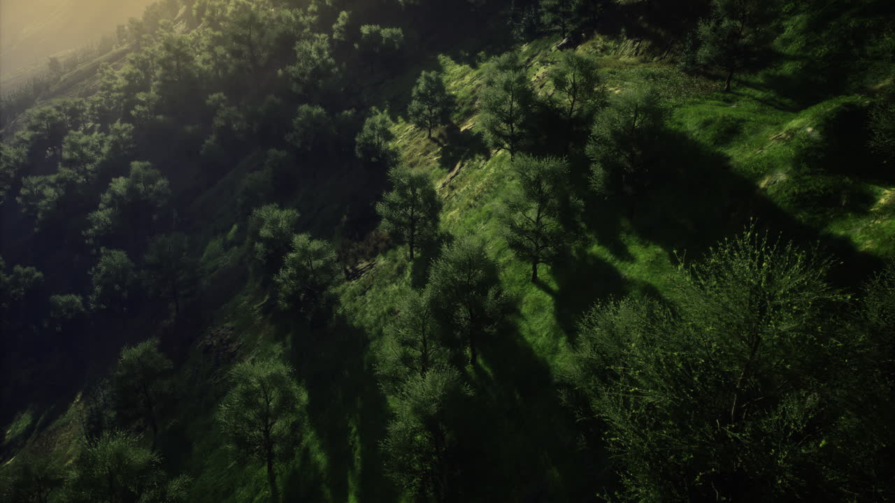 Lush green landscape bathed in golden light during early morning hours