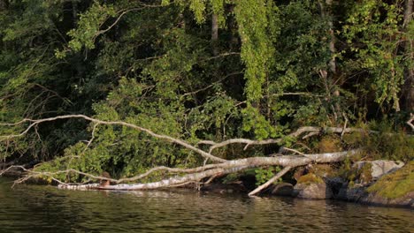 Bird-flying-by-the-fallen-tree-in-a-lake-national-park-of-Finland