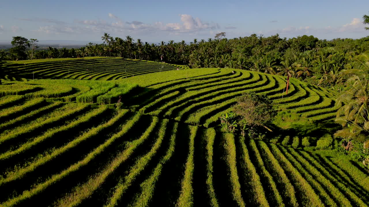беспилотник с низким углом обзора пролетает над зелеными рисовыми полями