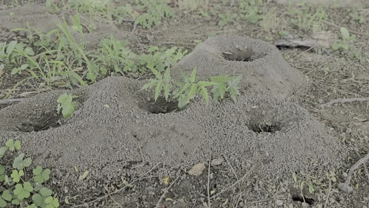 ANTS IN THEIR FOUR HOUSES