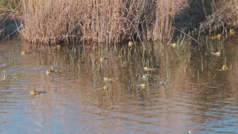 Scene-of-common-frogs-swimming-in-swamp-by-swamp-shore,-handheld,-day