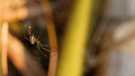 spider weaving web among plants in gold coast