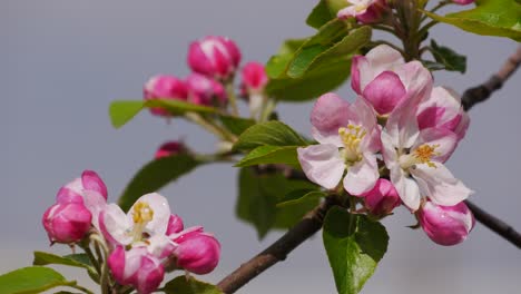 Flowering-apple-tree