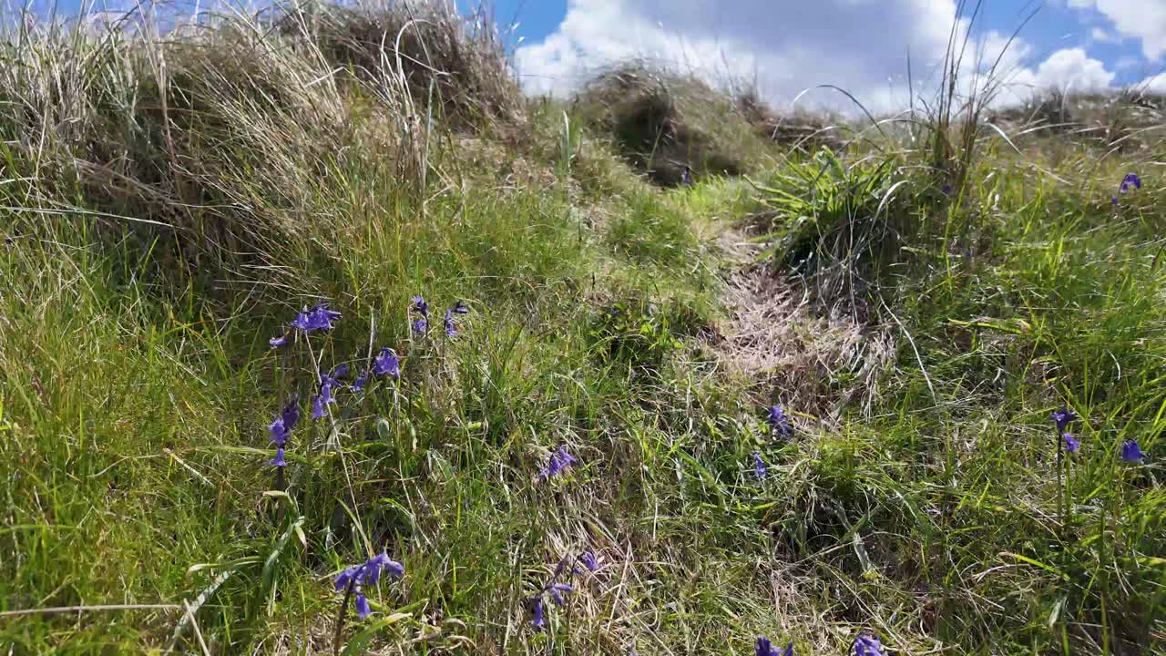 flores silvestres, campanillas en una costa de dunas cubiertas de hierba con cielo azul, irlanda