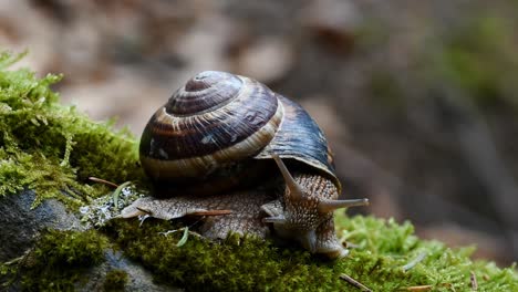 helix lucorum- caracol moviendo la cabeza y los ojos lentamente sobre musgo verde