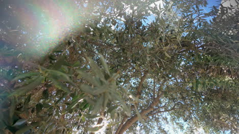 An upward view of an olive tree with dense foliage and olives among the branches