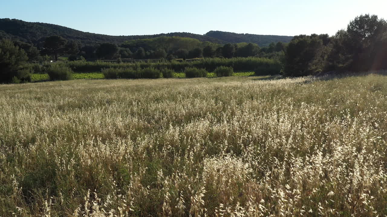 vuelo a baja altitud sobre un campo de trigo con viñedos y bosque en el fondo