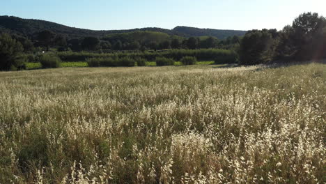 low altitude flight over a wheat field with vineyards and forest in background