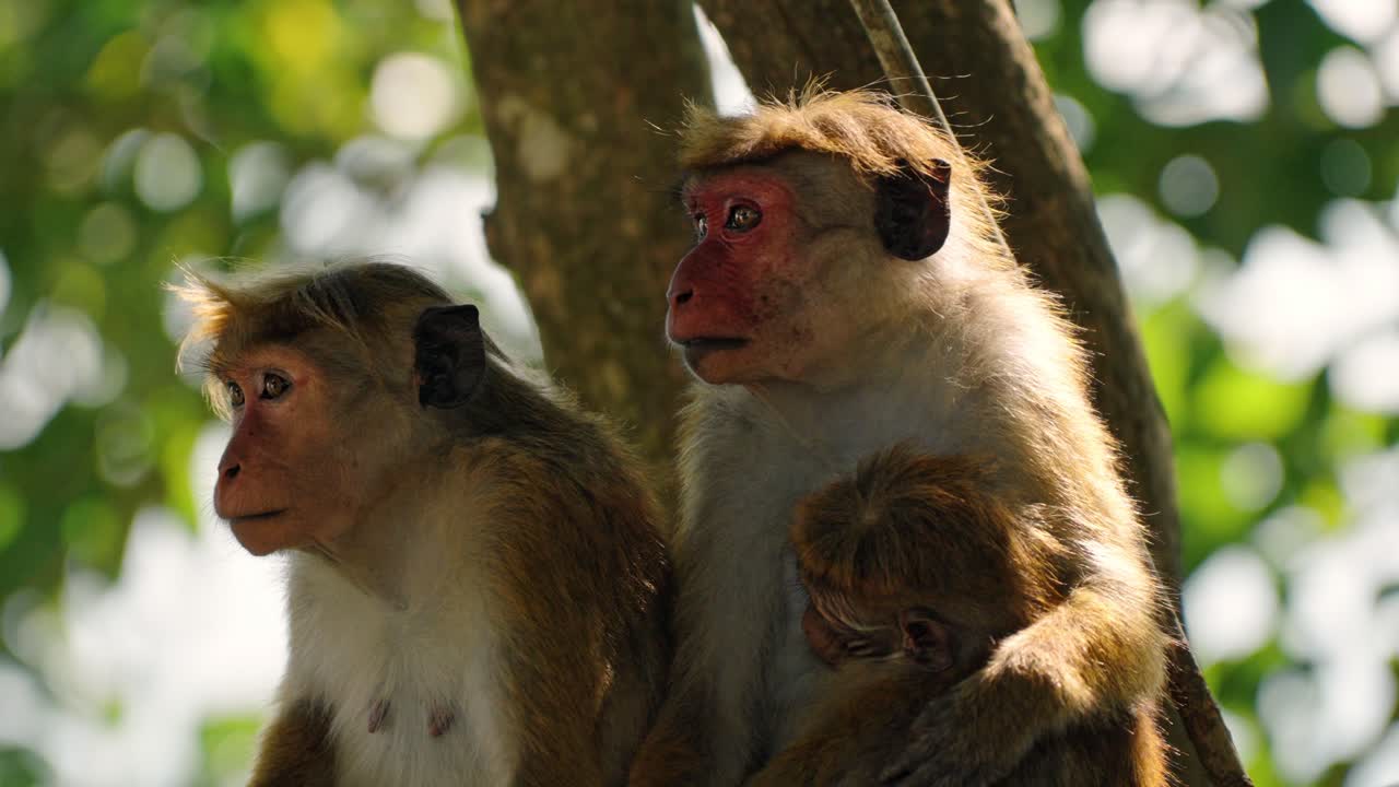 A family of Sri Lankan monkeys, including a baby, perched on a tree branch deep in the jungle of Sri Lanka. This tender wildlife moment captures the close-knit bonds and natural behaviors.