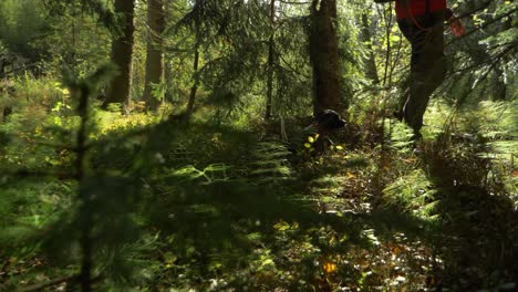 ground level tracking shot of brittany spaniel dog walking behind it's owner on a trail in the midst of green rich forest with sunbeams shinning through silhouette of forest trees