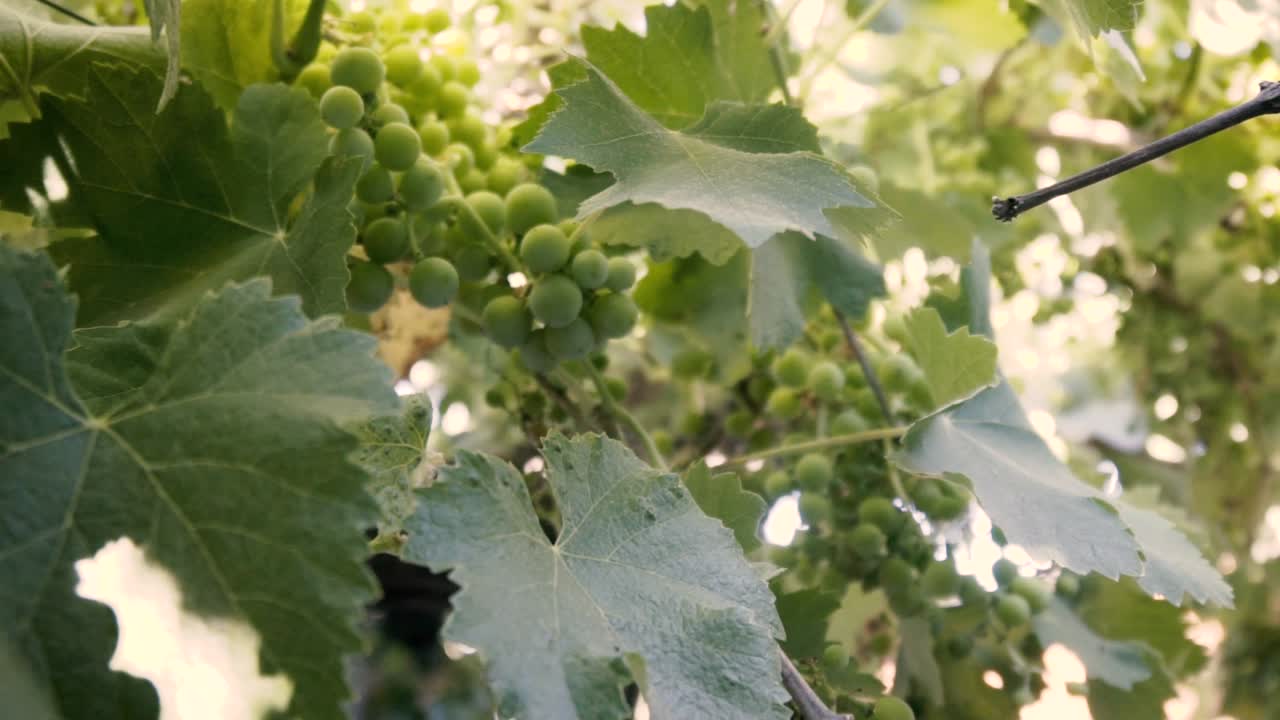 느린 동작으로 촬영, 유기농 포도 나무, 잎 및 미성숙 녹색 포도 칠레