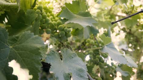 Filmado-En-Cámara-Lenta,-árbol-De-Uva-Orgánica,-Hoja-Y-Uvas-Verdes-Inmaduras-En-Chile