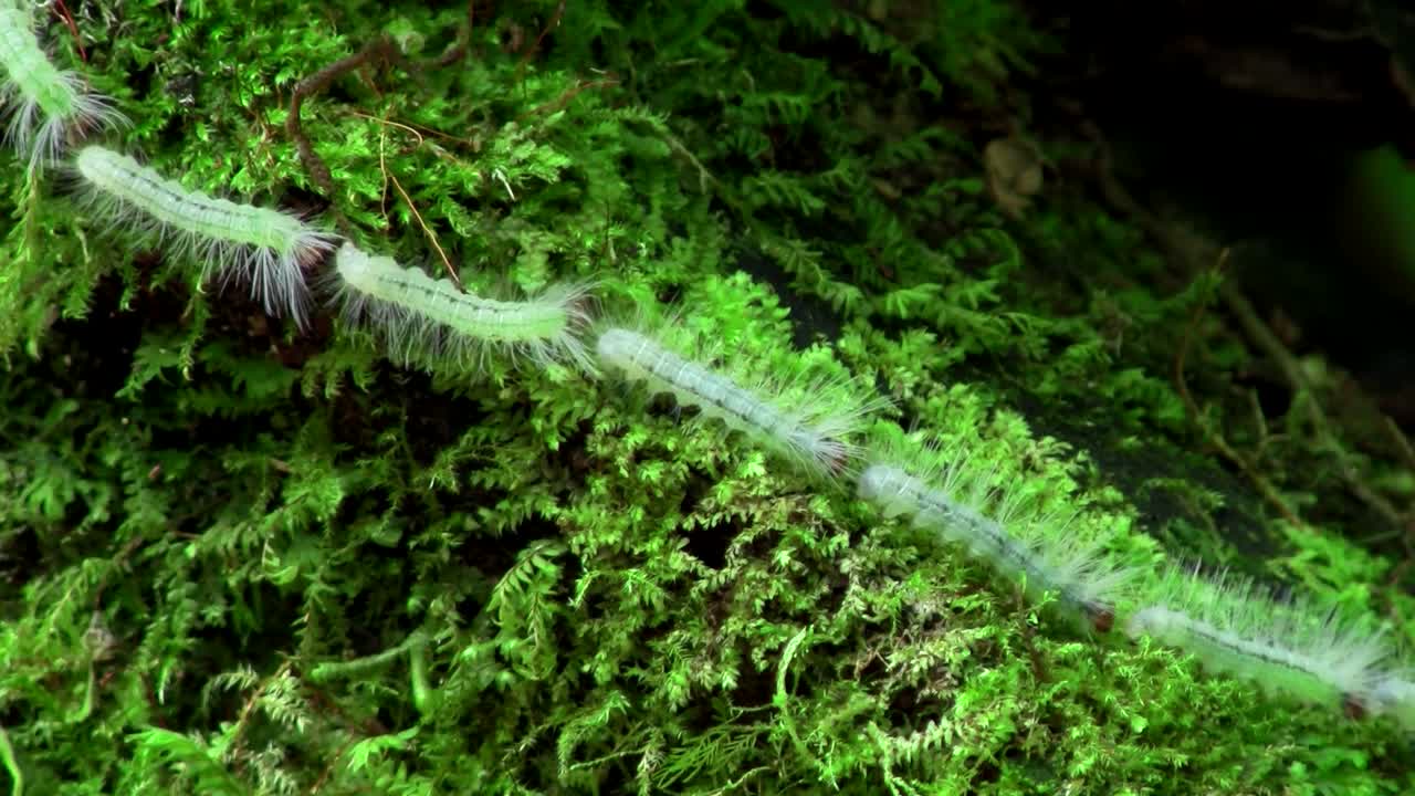 una larga fila de orugas se abre paso a través del follaje unidas de la cabeza a la cola