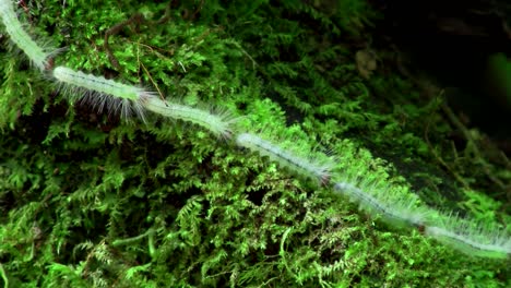 a long line of caterpillars make their way across foliage linked head to tail