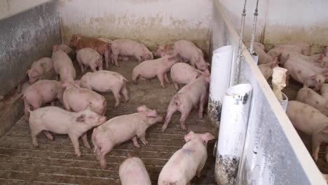 pig farm with many pigs