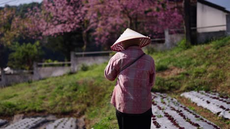person in conical hat working in a field with cherry blossom trees