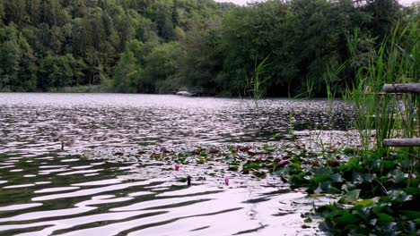 pato nadando en un lago, lago montiggl - monticolo, eppan - appiano, tirol del sur, italia, lirios de agua, cañas