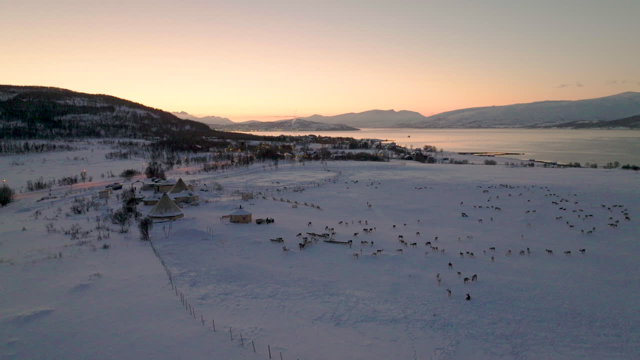 冬の夕暮れ時、雪景色の中にいるトナカイの群れ