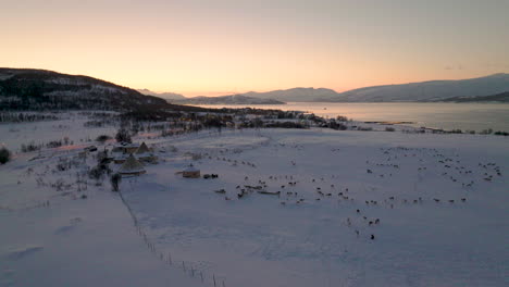 冬天日落時的雪地景觀上的一群鹿群