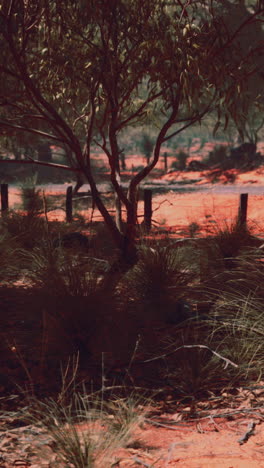 australian outback landscape: red dirt, trees, and grass