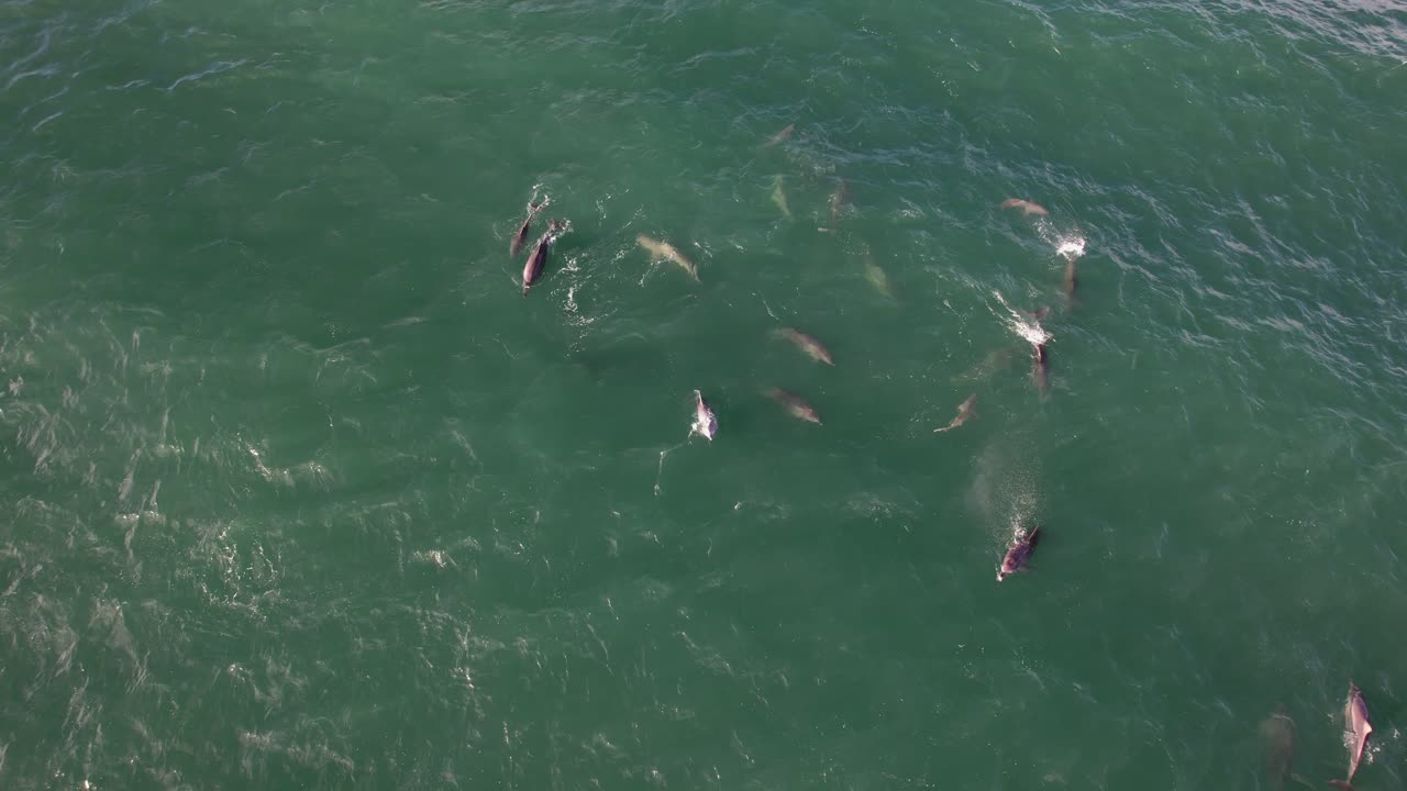오스트레일리아 nsw 바이런 베이의 바다에서 돌고래와 상어 - 드론 촬영