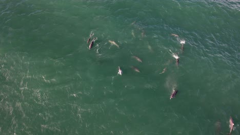 dolphins and sharks in the sea in byron bay, nsw, australia - drone shot