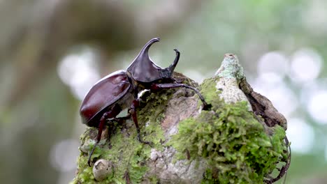 large brown male rhinoceros beetle climbs to top of mossy branch