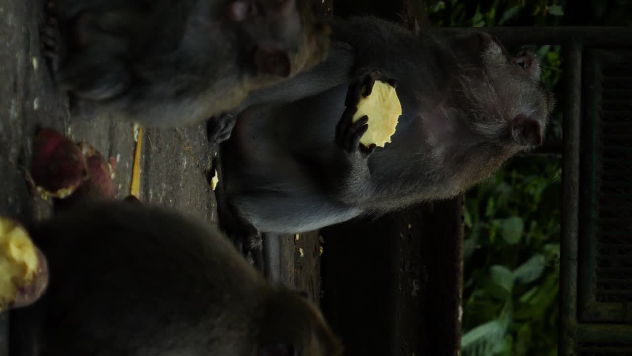 monos macacos verticales alimentando patatas dulces en el santuario del bosque sagrado de monos en bali indonesia en cámara lenta