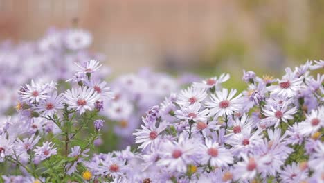 Aster-Amellus,-Margarita-Europea-De-Michaelmas