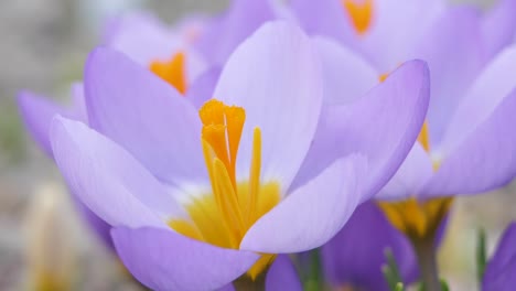 Crocuses-with-beautiful-flowers-multicolored