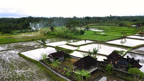 aldea de indonesia cerca de campos de arroz divididos por senderos estrechos extendidos a lo largo del bosque tropical