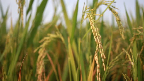 organic rice farming in india