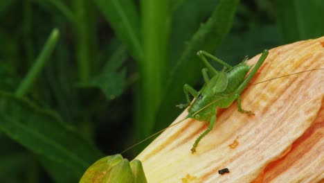 saltamontes verde común en la parte superior de la flor durante el tiempo ventoso