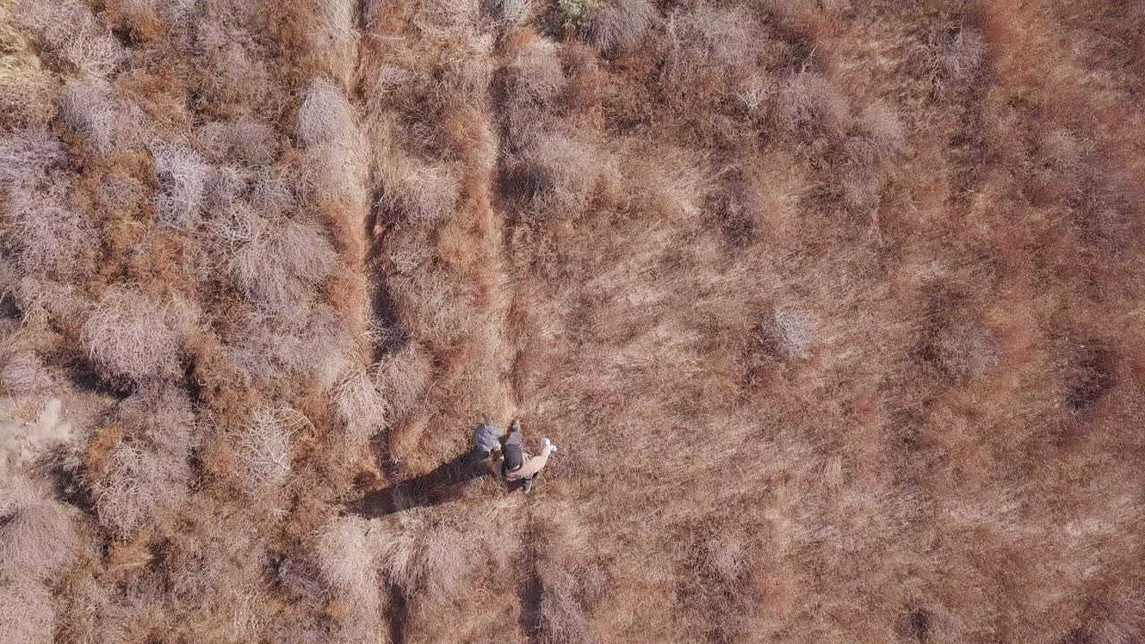 vista de arriba hacia abajo cetrero camina por un sendero de matorral desértico con un halcón de entrenamiento