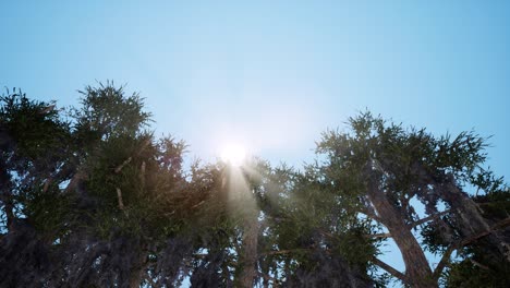 ramas de árboles viejos en un día soleado animación 3d. rayos de sol realistas que brillan a través del follaje verde. nubes blancas en el cielo azul en un cálido día de verano. flora de primavera iluminada por el sol brillante renderización