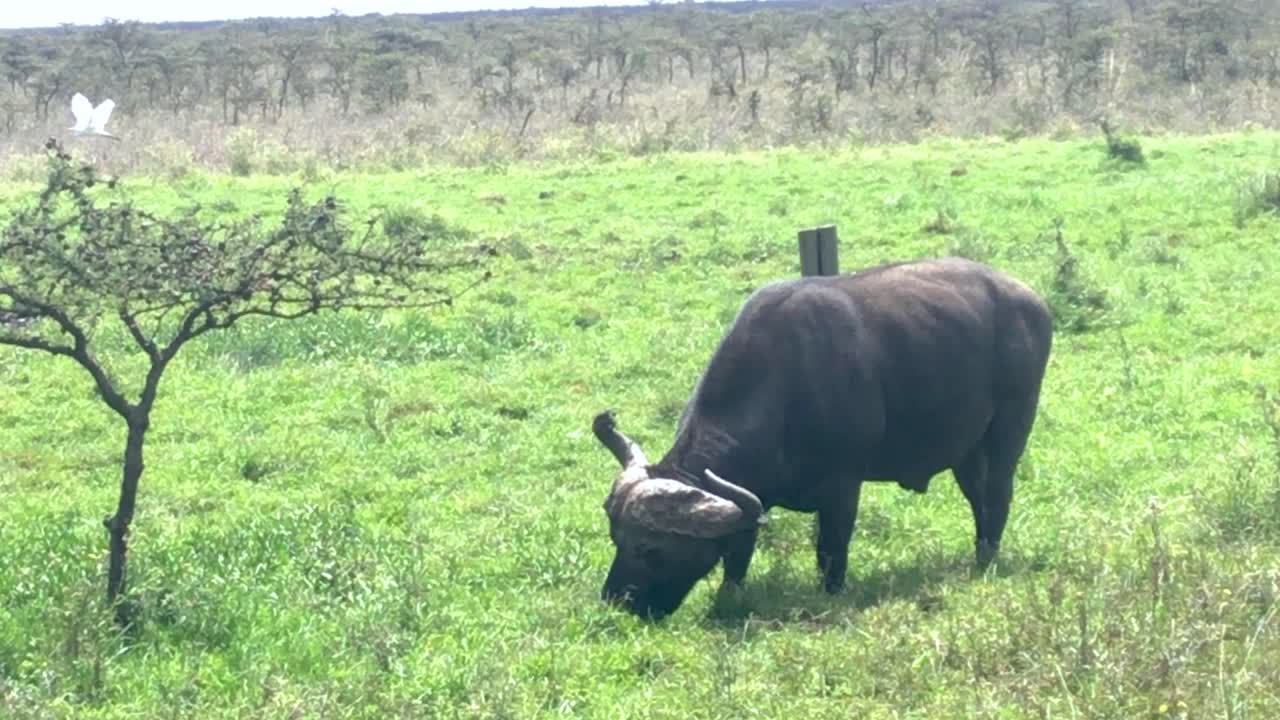 búfalo africano pastando tranquilamente, animal salvaje en hábitat natural, vida silvestre de sabana