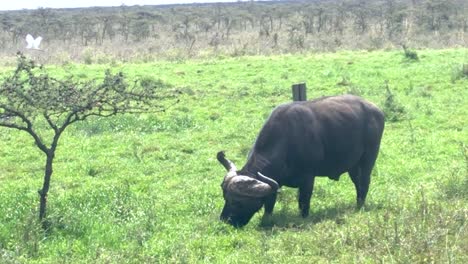 african buffalo grazing calmly, wild animal in natural habitat, savanna wildlife