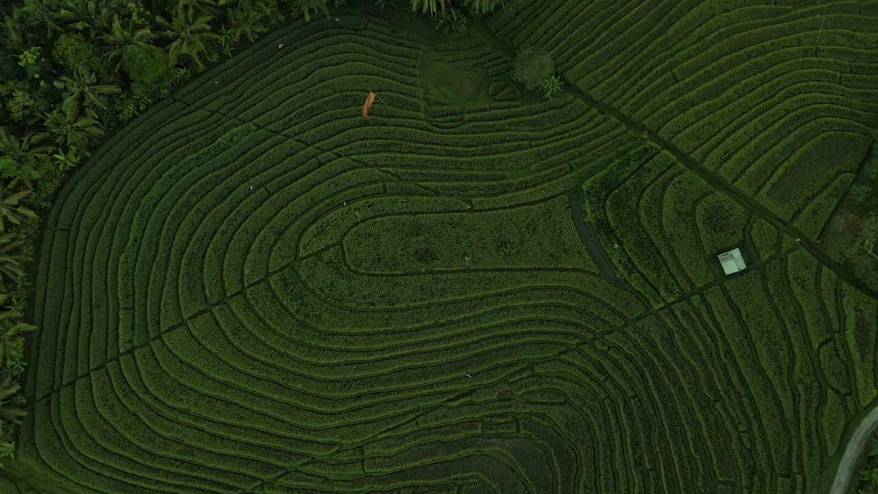вид сверху вниз на рисовые террасы в бали, индонезия - съемка с воздуха