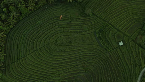 Vista-De-Arriba-Hacia-Abajo-De-Las-Terrazas-De-Arroz-En-Bali,-Indonesia---Toma-Aérea