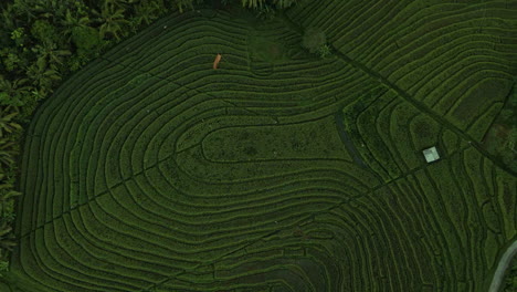 vista de arriba hacia abajo de las terrazas de arroz en bali, indonesia - toma aérea
