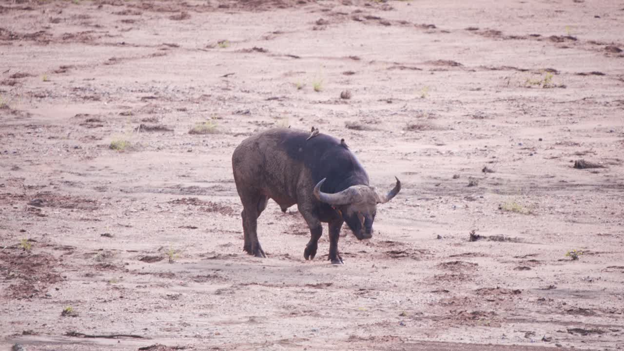 Mud covered African buffalo in dirt plain with oxpeckers on his back
