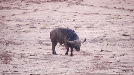 búfalo africano cubierto de barro en una llanura de tierra con picos de buey en la espalda