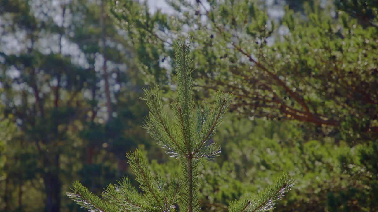 빛에 싸인 번성하는 어린 소나무, 소나무 숲의 활기찬 초록색 가운데 꽃을 피우고